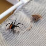 Redback Spider (Latrodectus hasselti) with prey (stink bug), Alice Springs NT