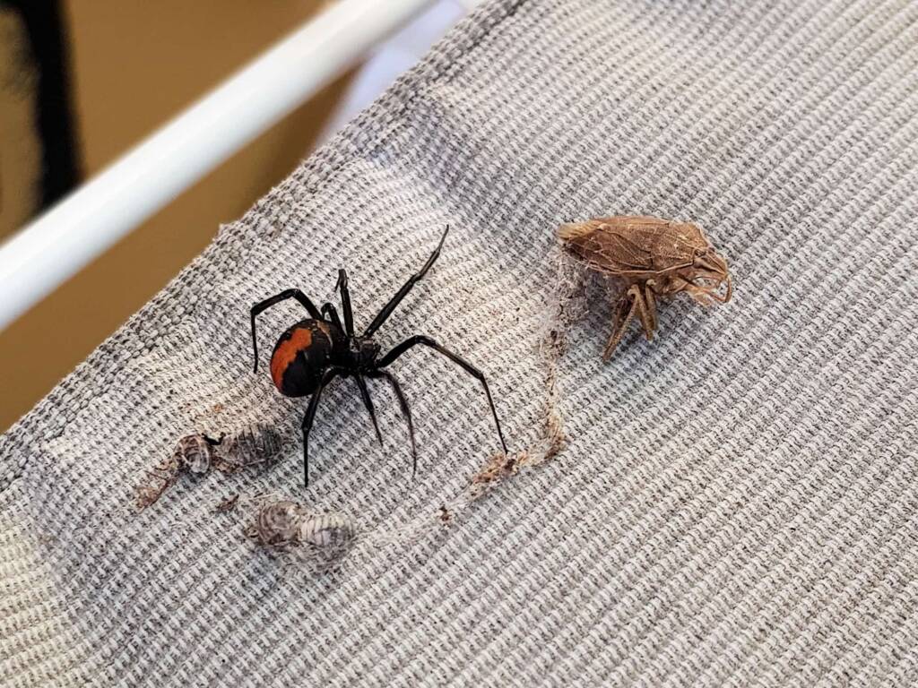 Redback Spider (Latrodectus hasselti) with prey (stink bug), Alice Springs NT