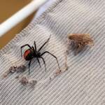Redback Spider (Latrodectus hasselti) with prey (stink bug), Alice Springs NT