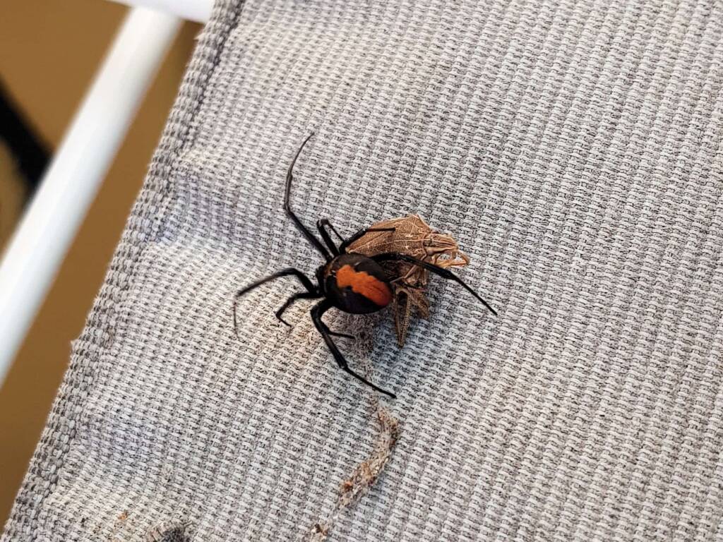 Redback Spider (Latrodectus hasselti) with prey (stink bug), Alice Springs NT