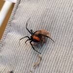 Redback Spider (Latrodectus hasselti) with prey (stink bug), Alice Springs NT