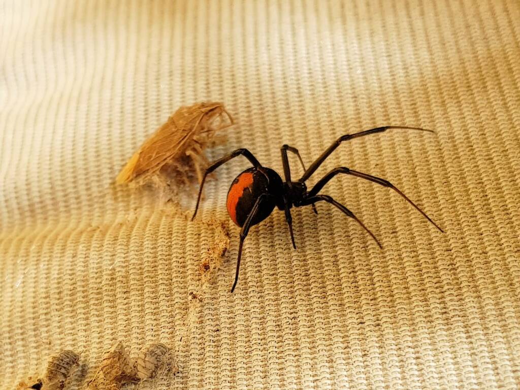 Redback Spider (Latrodectus hasselti) with prey (stink bug), Alice Springs NT