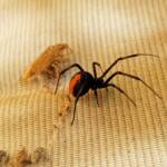 Redback Spider (Latrodectus hasselti) with prey (stink bug), Alice Springs NT