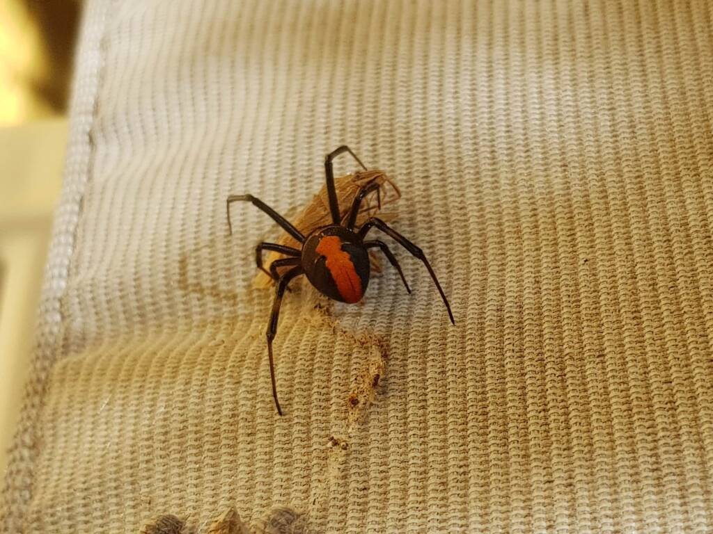 Redback Spider (Latrodectus hasselti) with prey (stink bug), Alice Springs NT