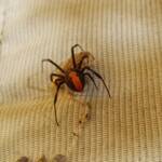 Redback Spider (Latrodectus hasselti) with prey (stink bug), Alice Springs NT