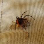 Redback Spider (Latrodectus hasselti) with prey (stink bug), Alice Springs NT