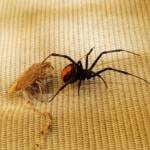 Redback Spider (Latrodectus hasselti) with prey (stink bug), Alice Springs NT