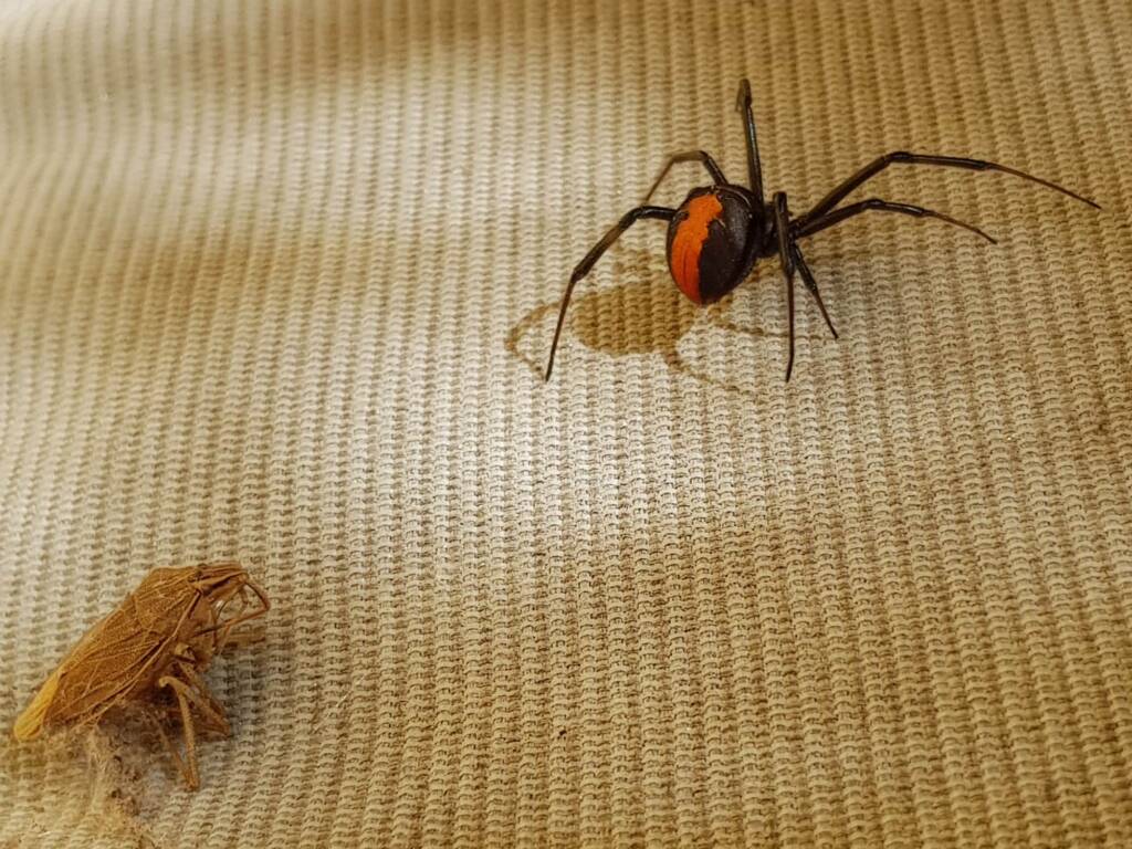 Redback Spider (Latrodectus hasselti) with prey (stink bug), Alice Springs NT