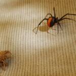 Redback Spider (Latrodectus hasselti) with prey (stink bug), Alice Springs NT