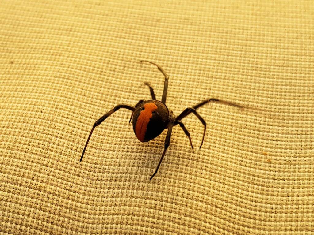 Redback Spider (Latrodectus hasselti), Alice Springs NT