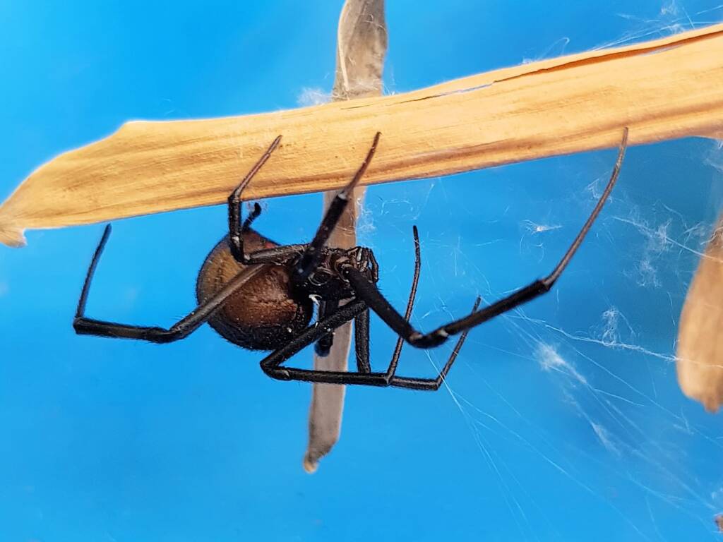 Redback Spider (Latrodectus hasselti), Alice Springs NT