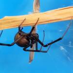 Redback Spider (Latrodectus hasselti), Alice Springs NT