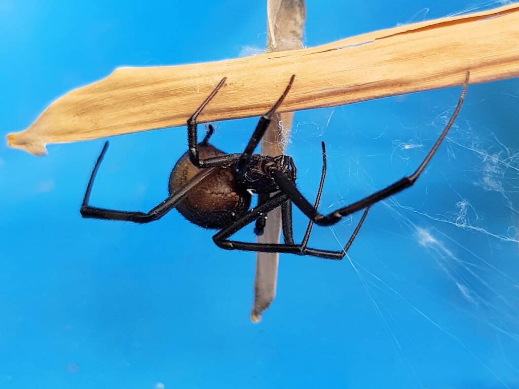 Redback Spider (Latrodectus hasselti), Alice Springs NT
