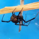 Redback Spider (Latrodectus hasselti), Alice Springs NT