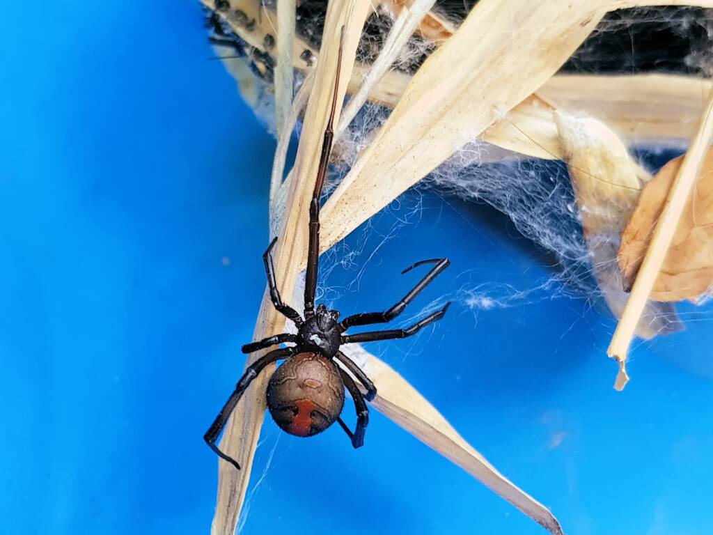 Redback Spider (Latrodectus hasselti), Alice Springs NT