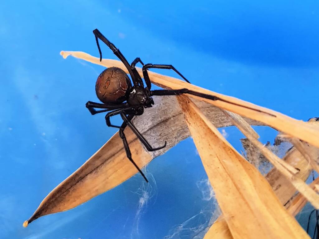 Redback Spider (Latrodectus hasselti), Alice Springs NT