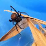 Redback Spider (Latrodectus hasselti), Alice Springs NT