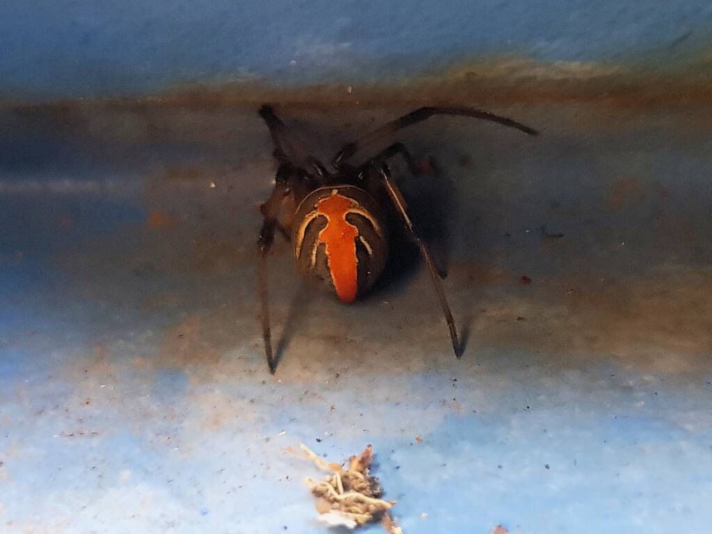 Redback Spider (Latrodectus hasselti), Alice Springs NT