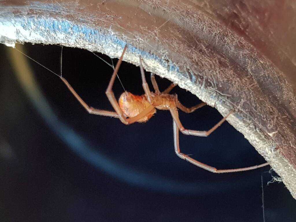 Redback Spider (Latrodectus hasselti) extruded out of the spinneret, Alice Springs NT