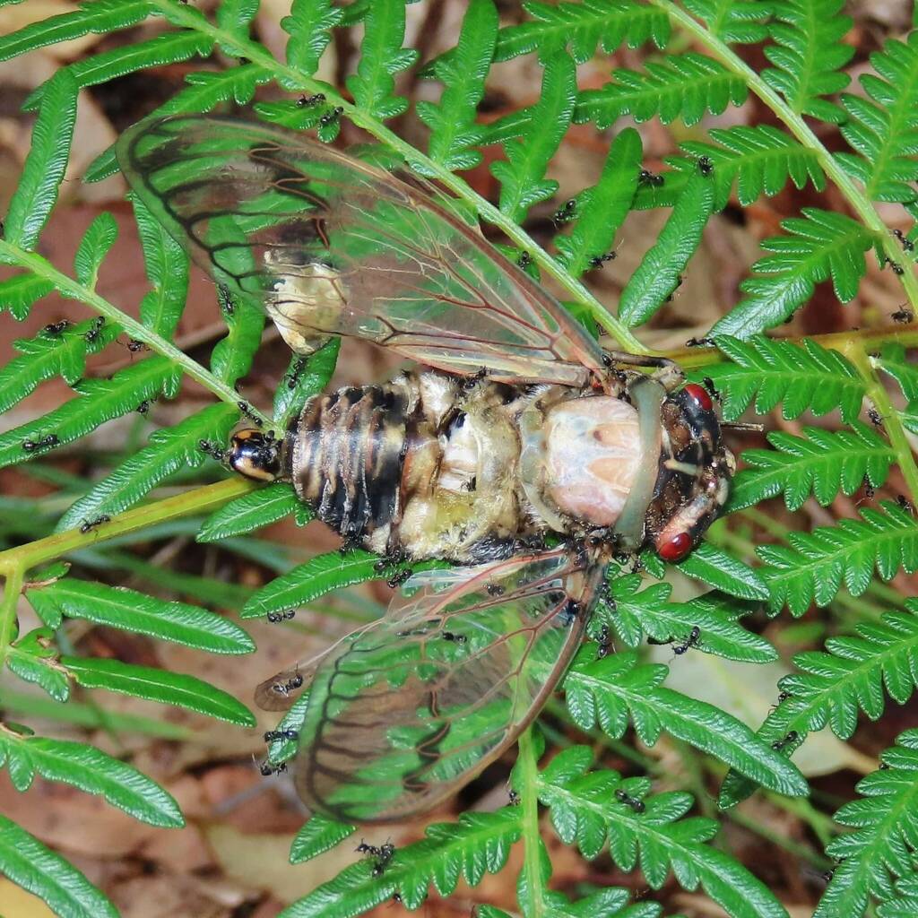Redeye Cicada (Psaltoda moerens), (NATURA Issue 11) © Deb Taylor