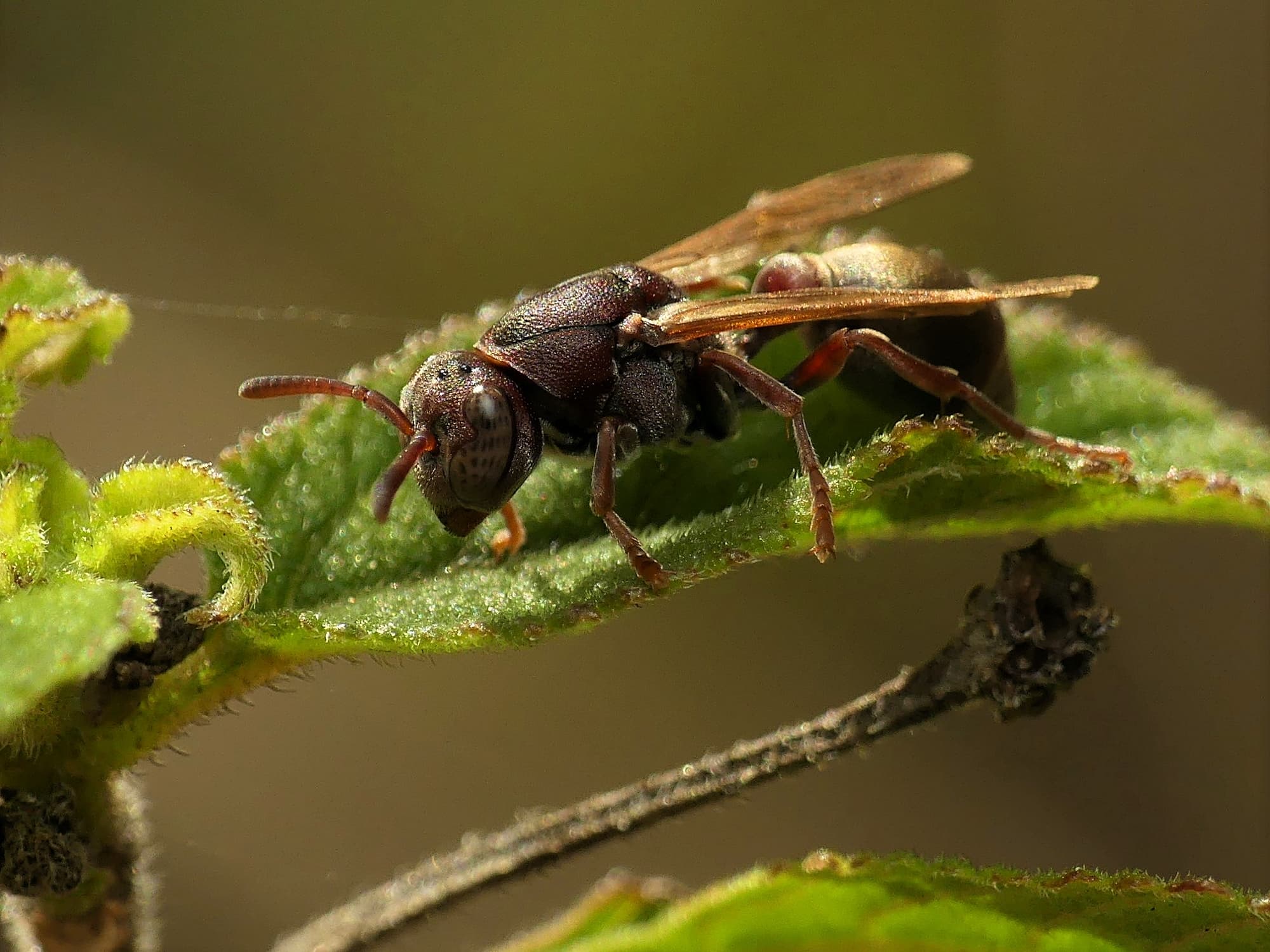 Stick-nest Brown Paper Wasp (Ropalidia revolutionalis), Gold Coast QLD © Stefan Jones