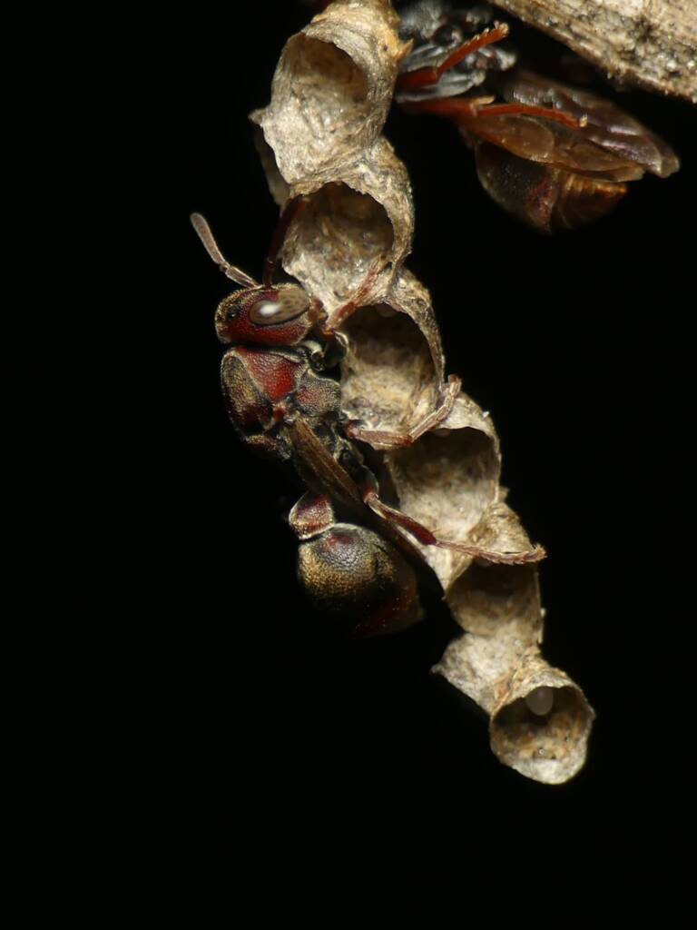 Stick-nest Brown Paper Wasp (Ropalidia revolutionalis), Gold Coast QLD © Stefan Jones