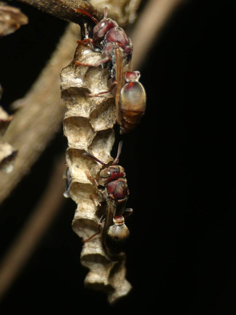 Stick-nest Brown Paper Wasp (Ropalidia revolutionalis), Gold Coast QLD © Stefan Jones