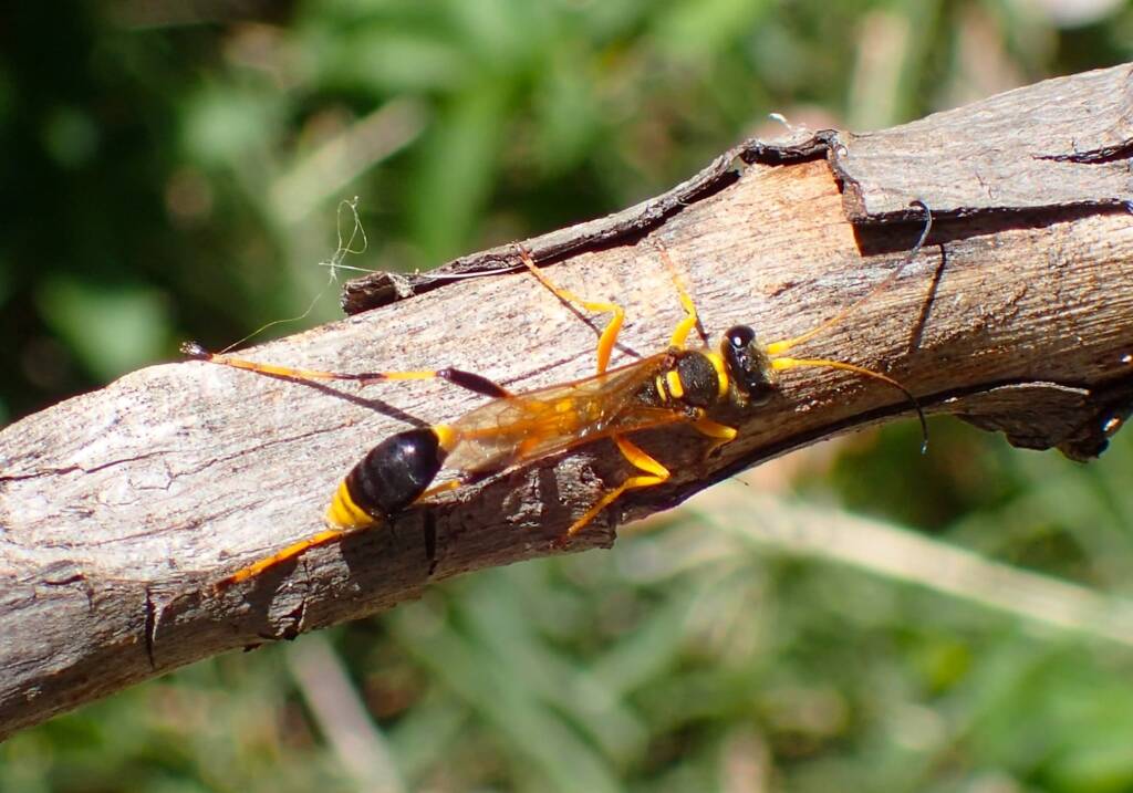 Sceliphron laetum, Geraldton, Midwest WA © Gary Taylor