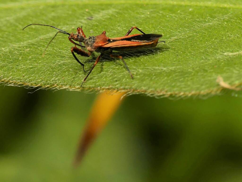 Red Spiny Assassin Bug (Scipinia arenacea), Gold Coast QLD © Stefan Jones