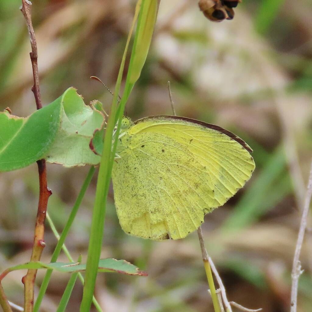 Small Grass-Yellow (Eurema smilax), (NATURA Issue 11) © Deb Taylor