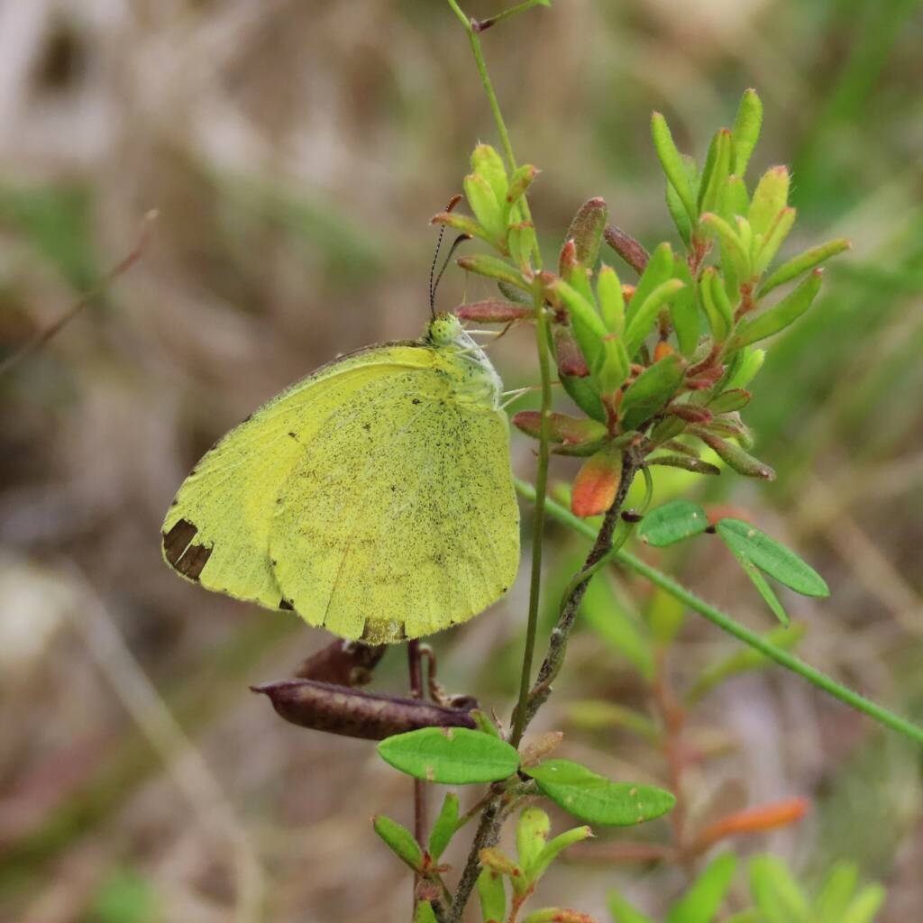 Small Grass-Yellow (Eurema smilax), (NATURA Issue 11) © Deb Taylor
