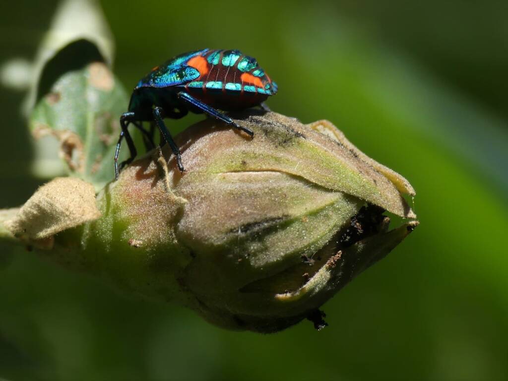 Cotton Harlequin Bug (Tectocoris diophthalmus), Gold Coast QLD © Stefan Jones