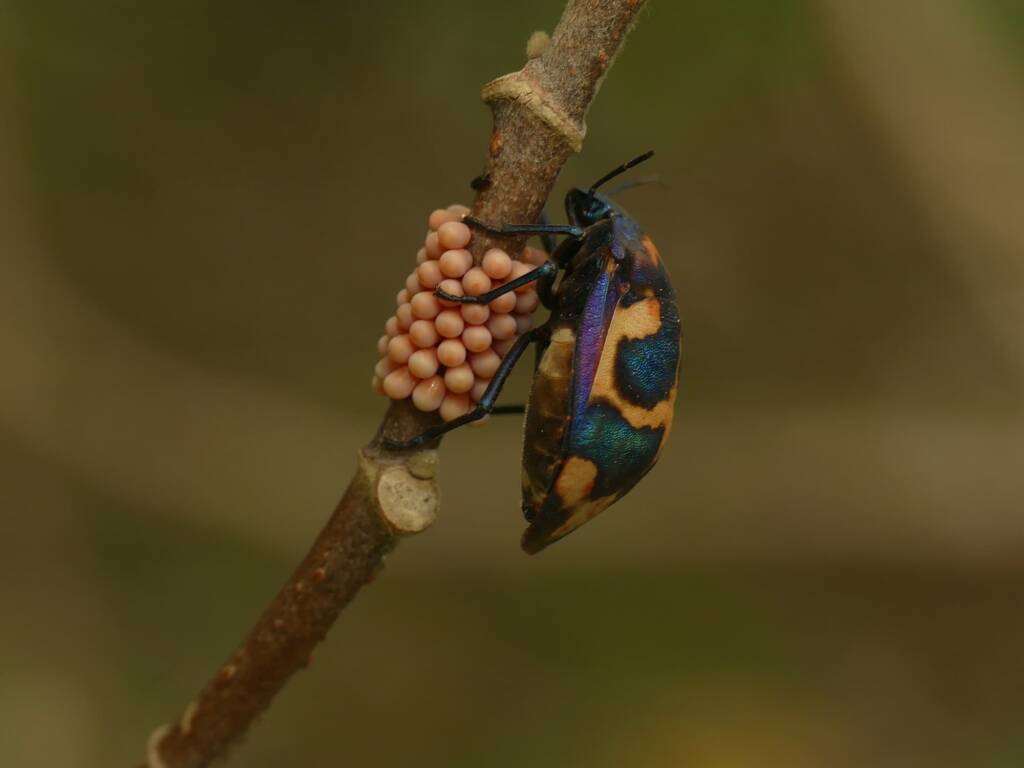 Cotton Harlequin Bug (Tectocoris diophthalmus), Gold Coast QLD © Stefan Jones
