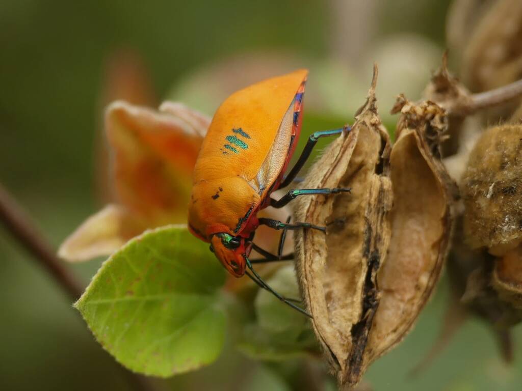 Cotton Harlequin Bug (Tectocoris diophthalmus), Gold Coast QLD © Stefan Jones