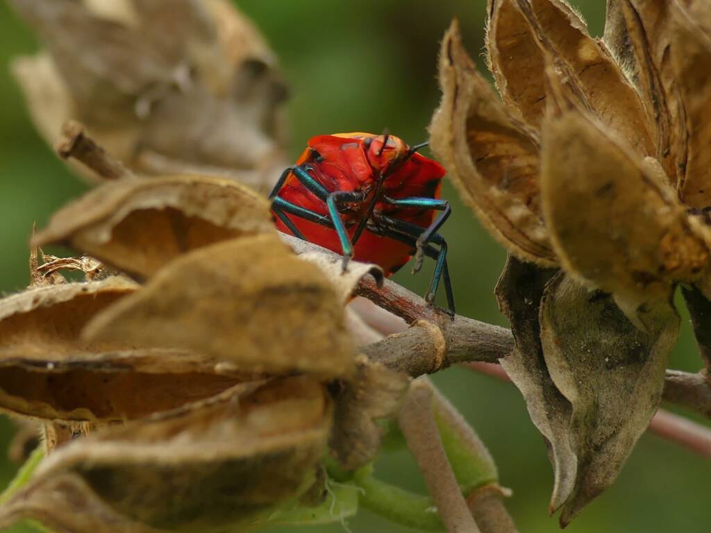 Cotton Harlequin Bug (Tectocoris diophthalmus), Gold Coast QLD © Stefan Jones