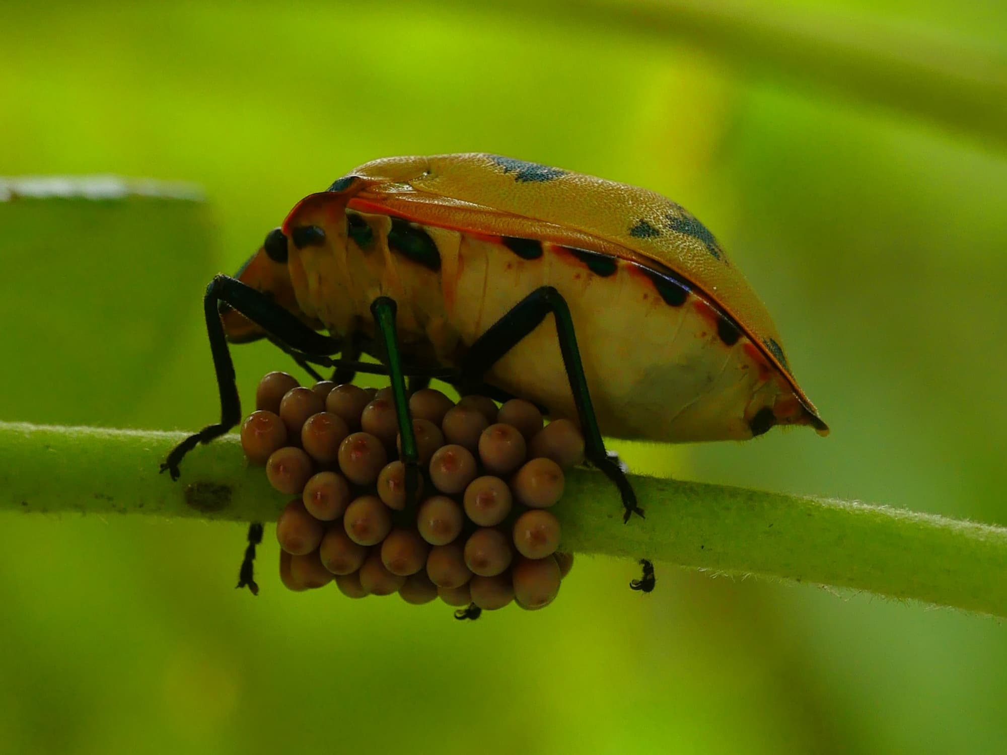 Cotton Harlequin Bug (Tectocoris diophthalmus), Gold Coast QLD © Stefan Jones