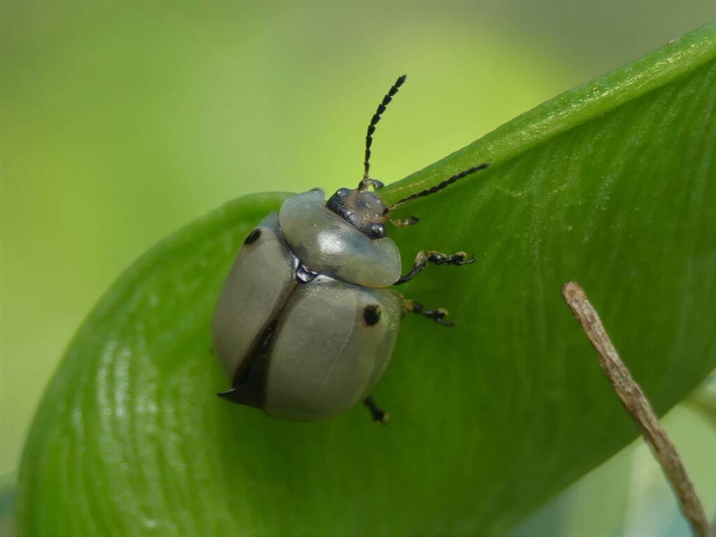 White Acacia Leaf Beetle (Dicranosterna circe), Gold Coast QLD © Stefan Jones