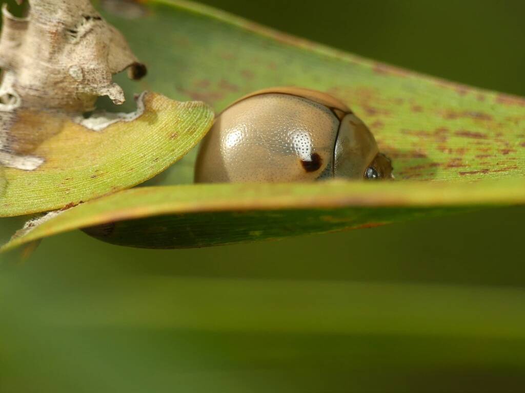 White Acacia Leaf Beetle (Dicranosterna circe), Gold Coast QLD © Stefan Jones