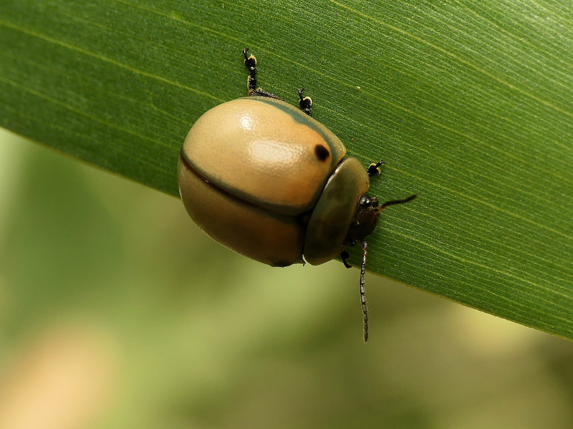 White Acacia Leaf Beetle (Dicranosterna circe), Gold Coast QLD © Stefan Jones