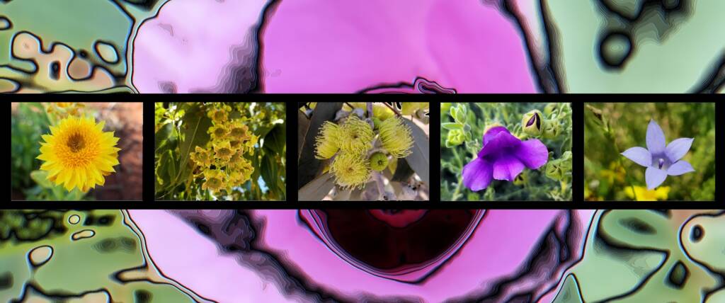 Flora Alice Springs - Ausemade filmstrip