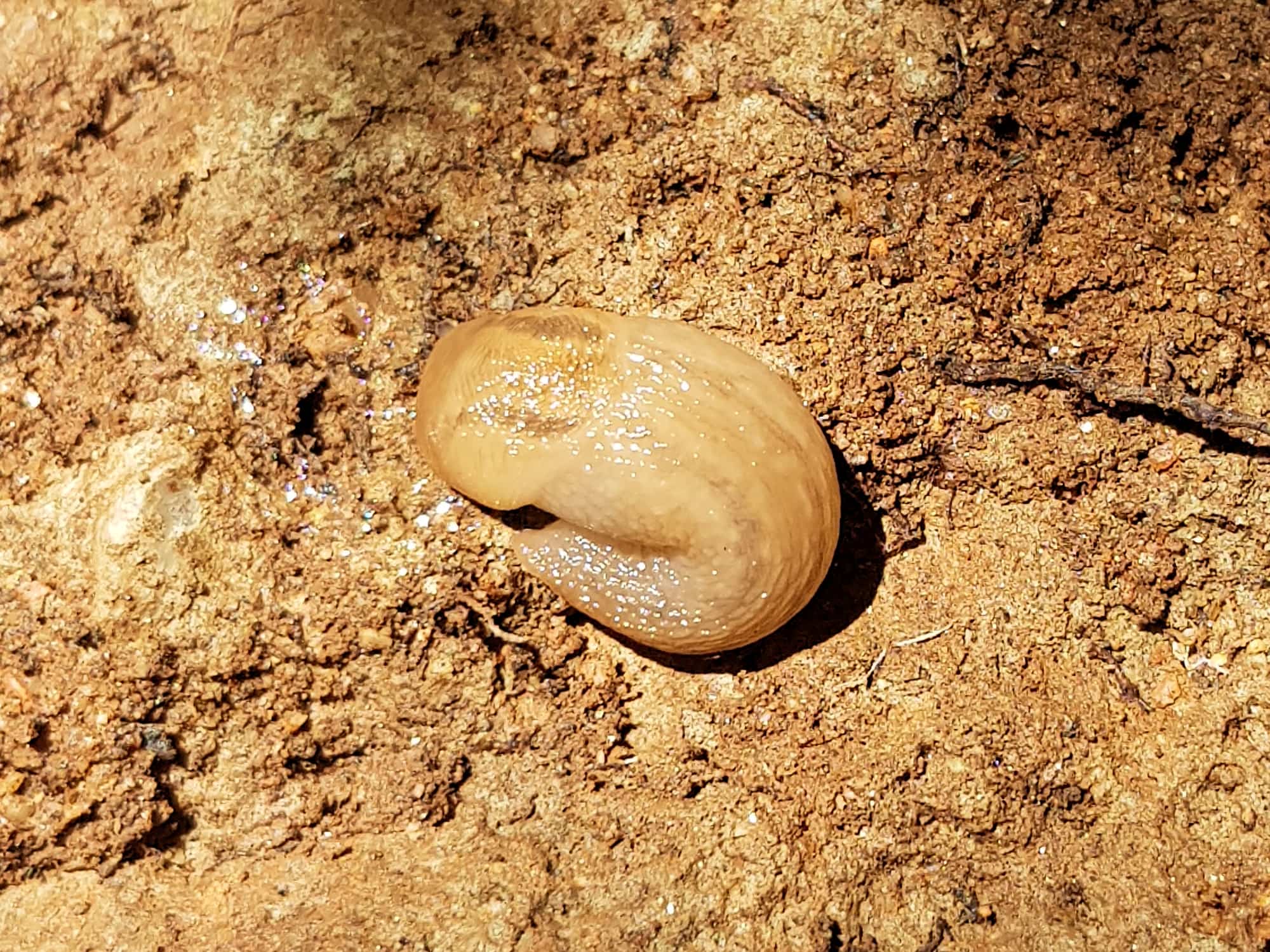Ambigolimax spp (Keelback Slug), Alice Springs NT