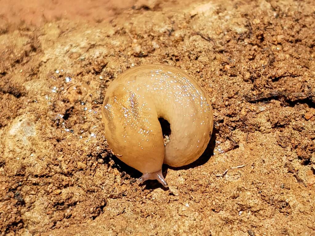 Ambigolimax spp (slug), Alice Springs NT