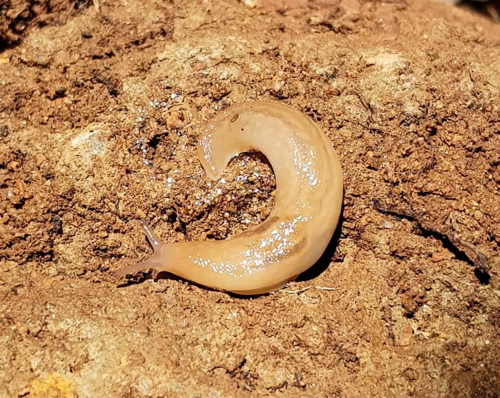 Ambigolimax spp (slug), Alice Springs NT