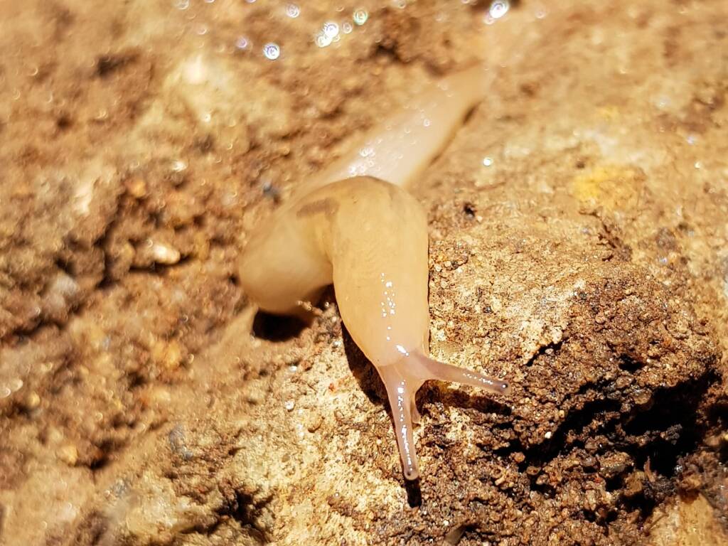 Ambigolimax spp (Keelback Slug), Alice Springs NT