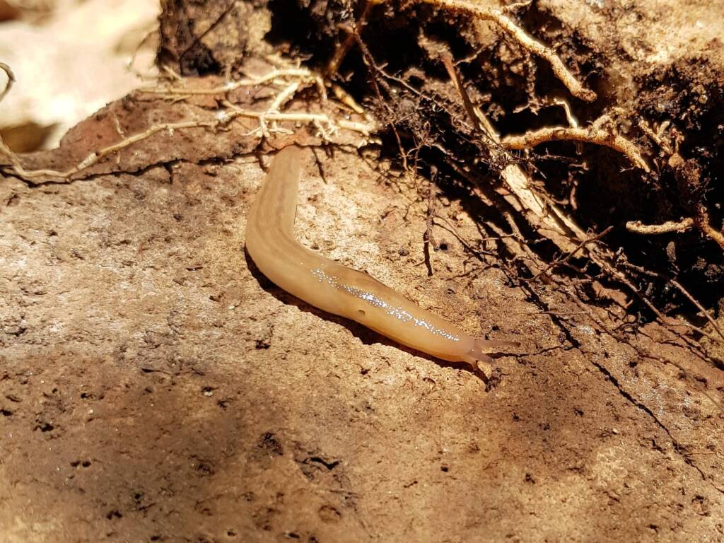 Ambigolimax spp (slug), Alice Springs NT