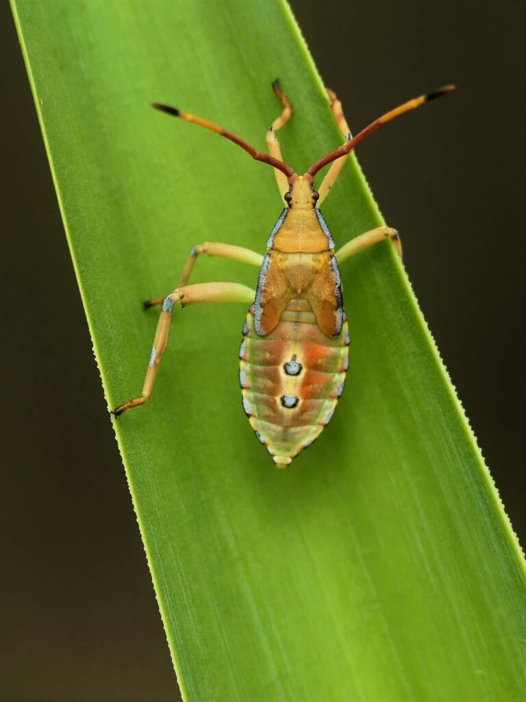 Five-legged Amorbus alternatus, Gold Coast QLD © Stefan Jones