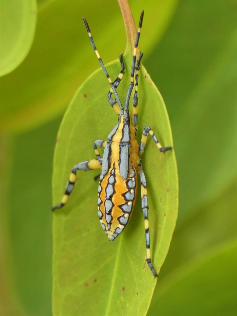 Amorbus alternatus, Gold Coast QLD © Stefan Jones