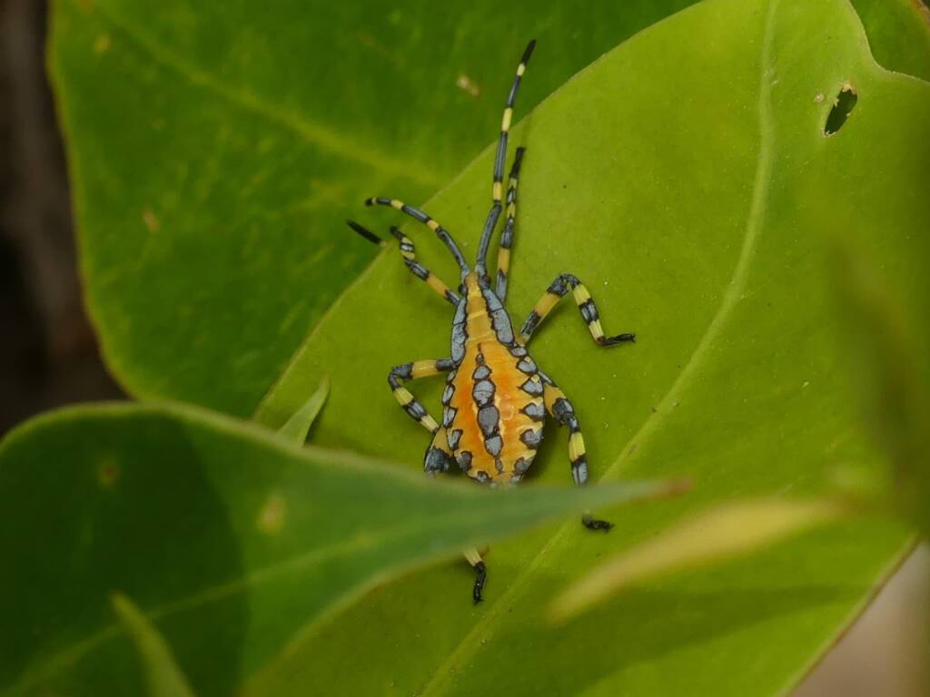 Amorbus alternatus, Gold Coast QLD © Stefan Jones