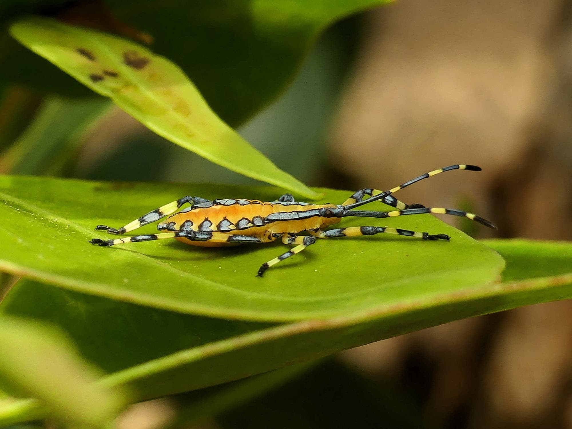 Amorbus alternatus, Gold Coast QLD © Stefan Jones