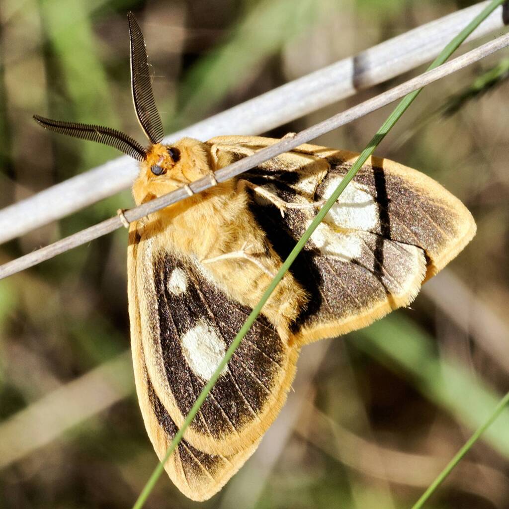 Four-Spot Anthelid Moth (Anthela guenei), Mt Marlay QLD © Michael Jefferies